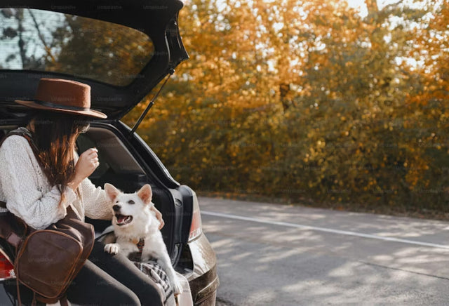 Prepare for Autumn: A Motoring Checklist